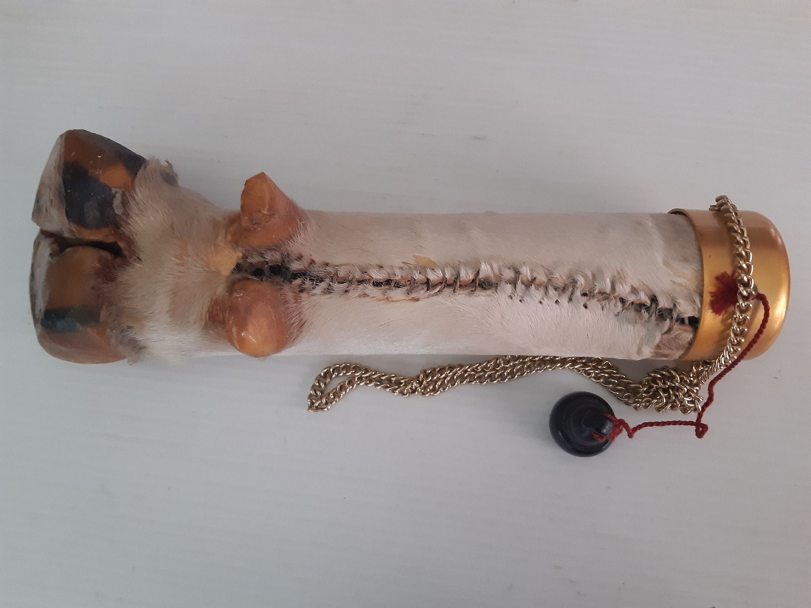 Welt der Tiere: PIED DE VACHE . Taxidermie – Neu (gemäss Beschreibung) aus Genève von dieudedieu 1