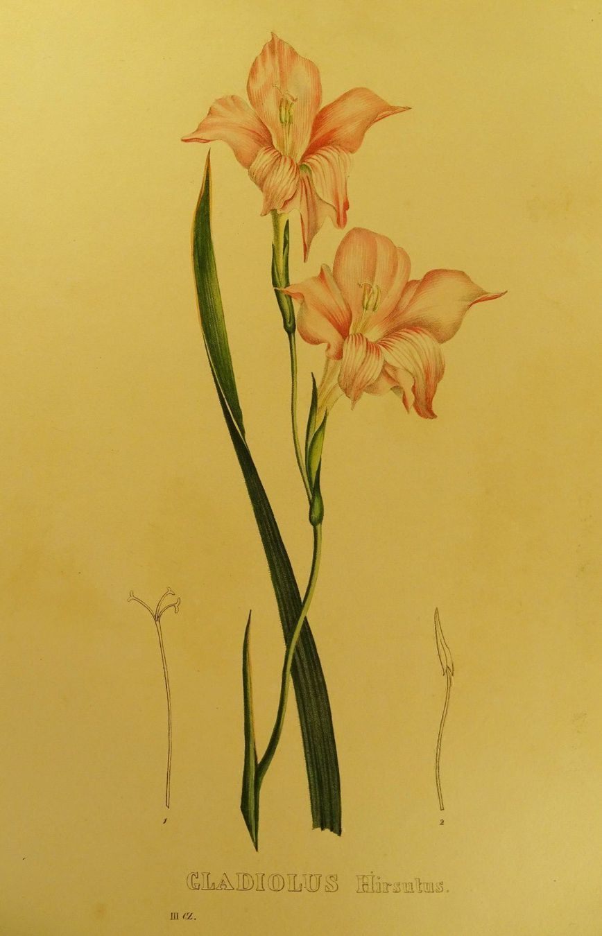 Grafica & Litografie: GLADIOLUS HIRSUTUS, LITHOGRAPHIE UM 1880 – Usato da Grüningen venduto da Kartensammler