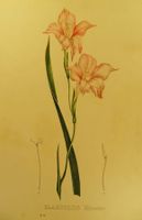 GLADIOLUS HIRSUTUS, LITHOGRAPHIE UM 1880