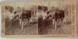 Stereofoto Underwood & Underwood - Moose Deer, USA