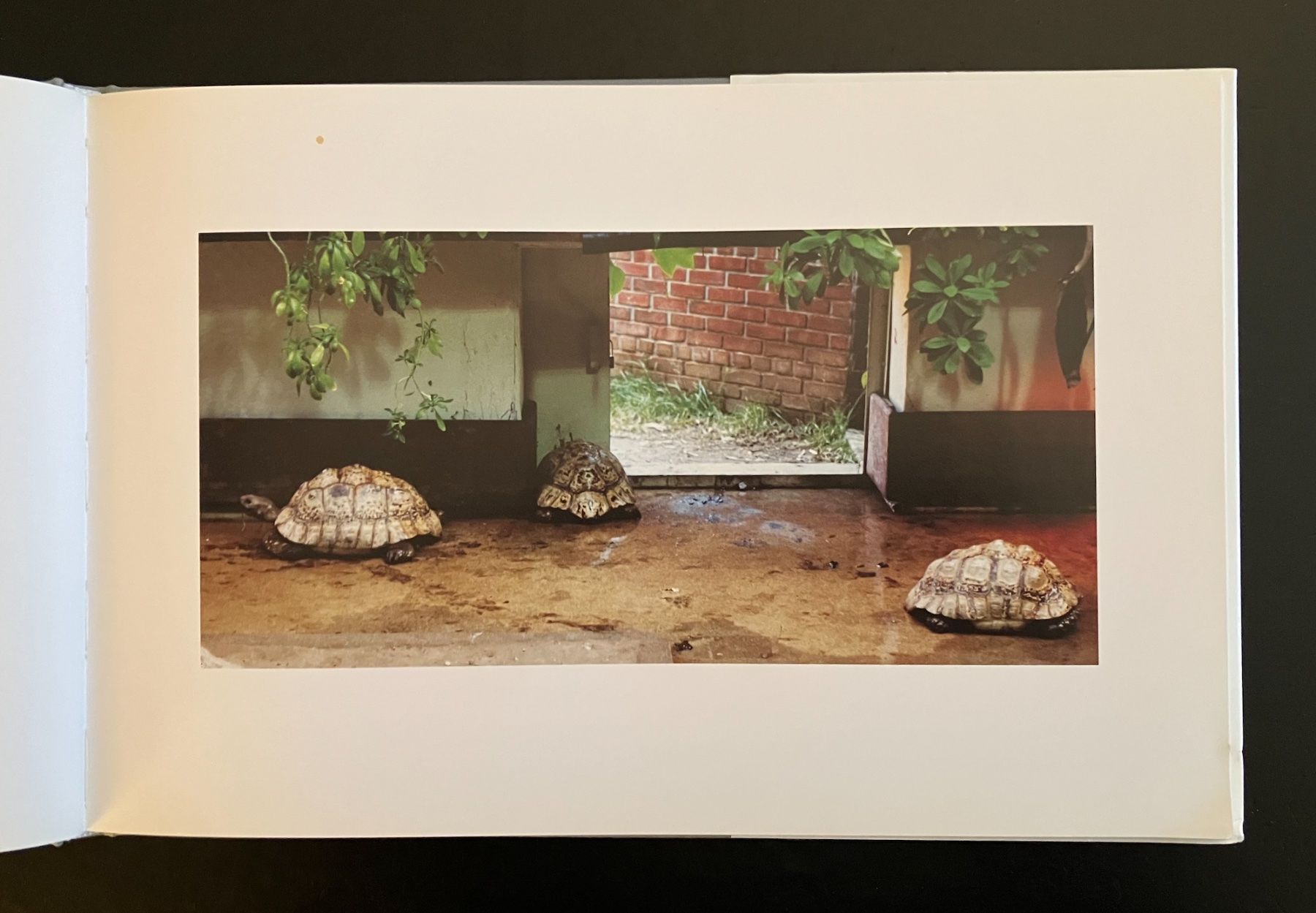 Libri: candida höfer . zoologische gärten – Usato da Basel venduto da cosmos.books 1