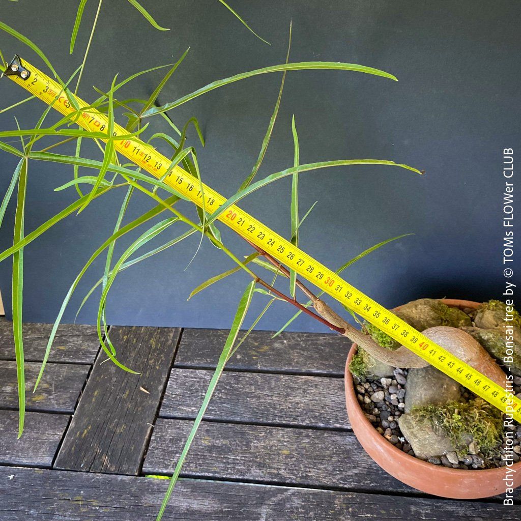 Piante & sementi: Brachychiton Rupestris Bonsai, Flaschenbaum, 50cm – Usato da Adliswil venduto da TAKEYOURPLANT 4