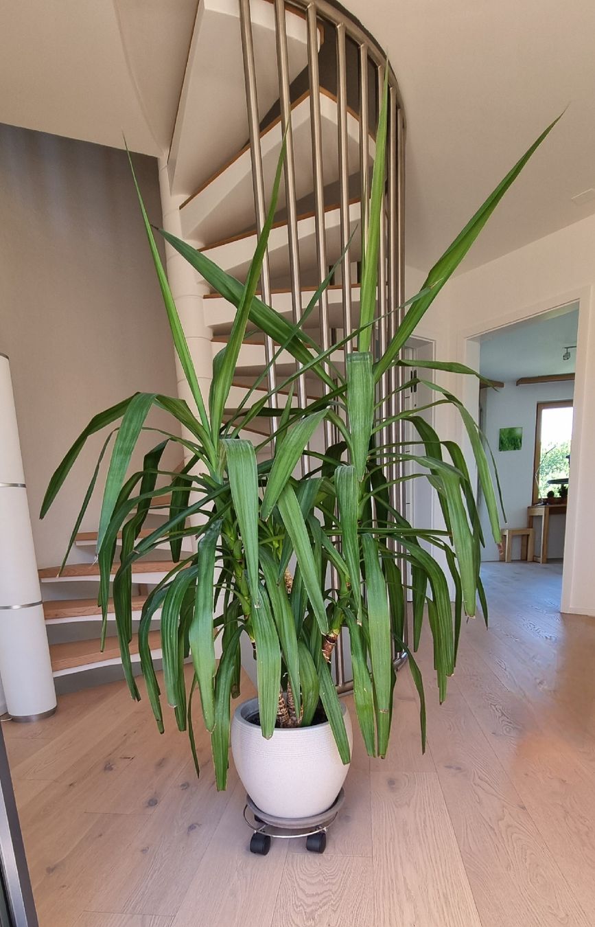 Pflanzen & Samen: Yucca Palme – Gebraucht aus Bottighofen von buzz02 2