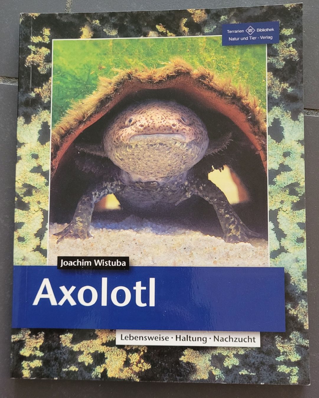 Libri: Sachbuch Axolotl  – Usato da Kappel SO venduto da Matschi86