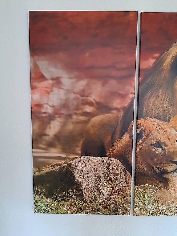 Foto & Immagini: Löwenbild 3-Teilig 100 x 150cm – Usato da Liesberg Dorf venduto da Bubbolino 3