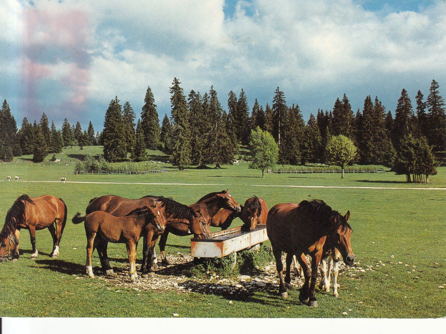 Ansichtskarten: Franches Montagnes 1966 – Gebraucht aus Bürglen TG von StampGraf