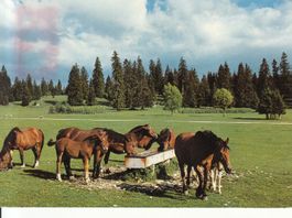 Franches Montagnes 1966