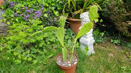 Kaktus, Opuntia brasiliensis, gelb blühend