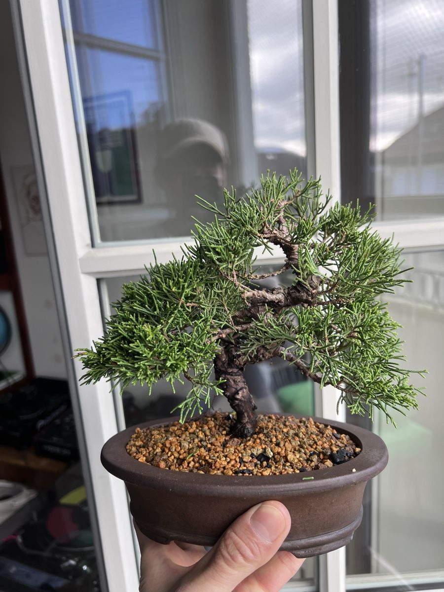 Plantes & graines: Juniper ‘Itoigawa’ Bonsai – D'occasion à Genève par dan_tt69 3