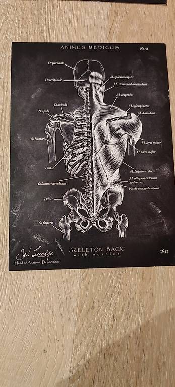 Foto & Immagini: Animus Medicus - Anatomie Bilder – Usato da Altstätten SG venduto da ItobelixI 3