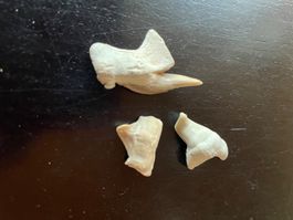 Fossile pathologische (kranke) Haifischzähne