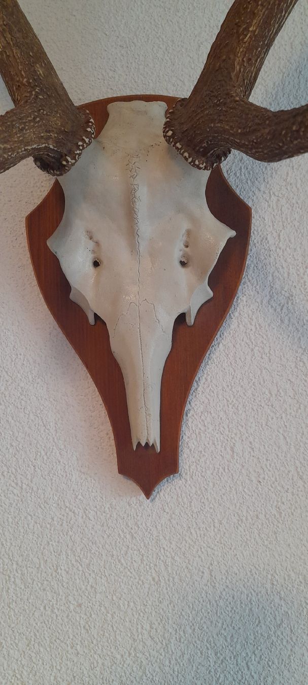 Il mondo degli animali: Hirschgeweih, 10-Ender, ca. 80cm – Usato da Zürich venduto da lukilion 2