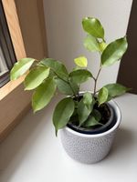 Ficus mit Übertopf