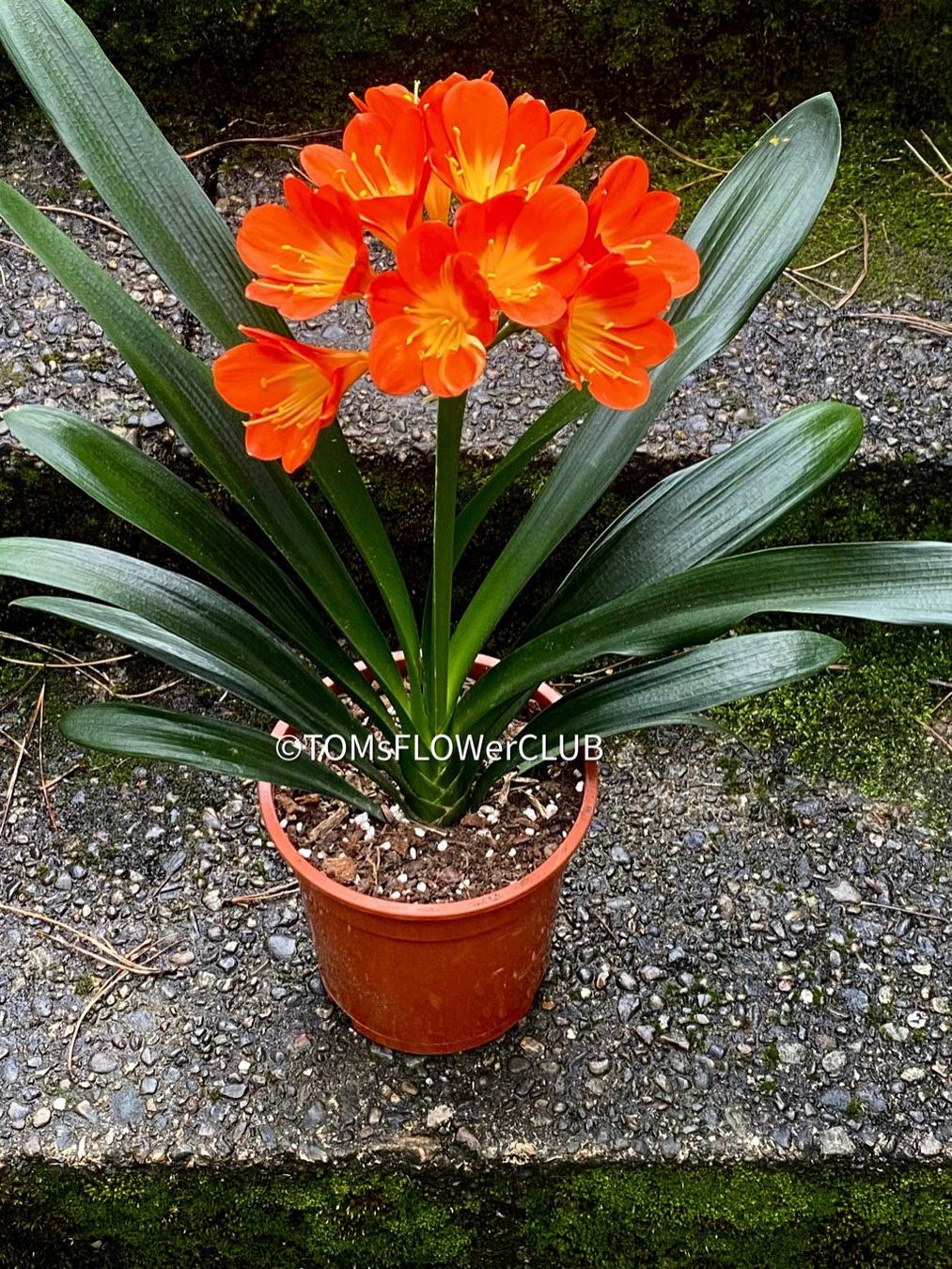 Piante & sementi: Clivia Miniata - rot-orange blühend - robust ausm Garten – Nuovo e nell'imballaggio originale da Adliswil venduto da astom369 4