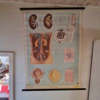 Vintage Schulwandbild Harnsystem Anatomie Medizin Schule