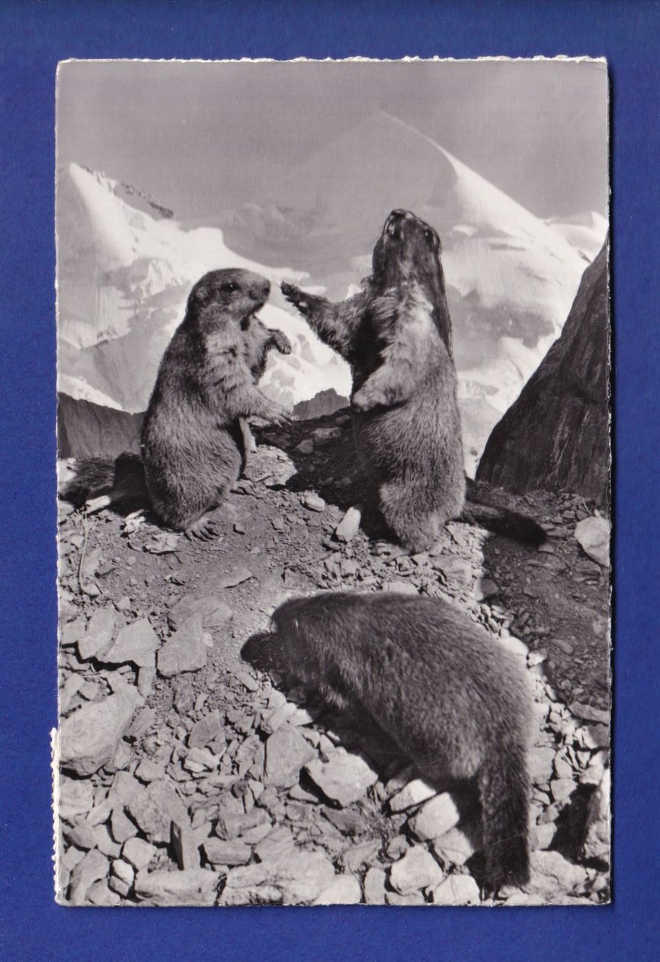 Ansichtskarten: MARMOTE / MURMELTIERE – Gebraucht aus Pully von nicecards-shop