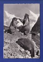 MARMOTE / MURMELTIERE