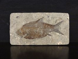 Versteinerter Fisch Fossil JIANGHANICHTHYS - BLACK FISH