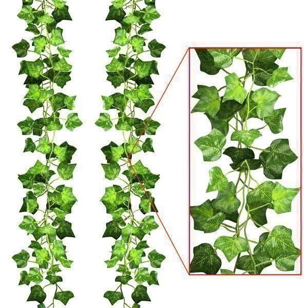 calathea sorter 2 Calathea Plants Variety Pack in 4