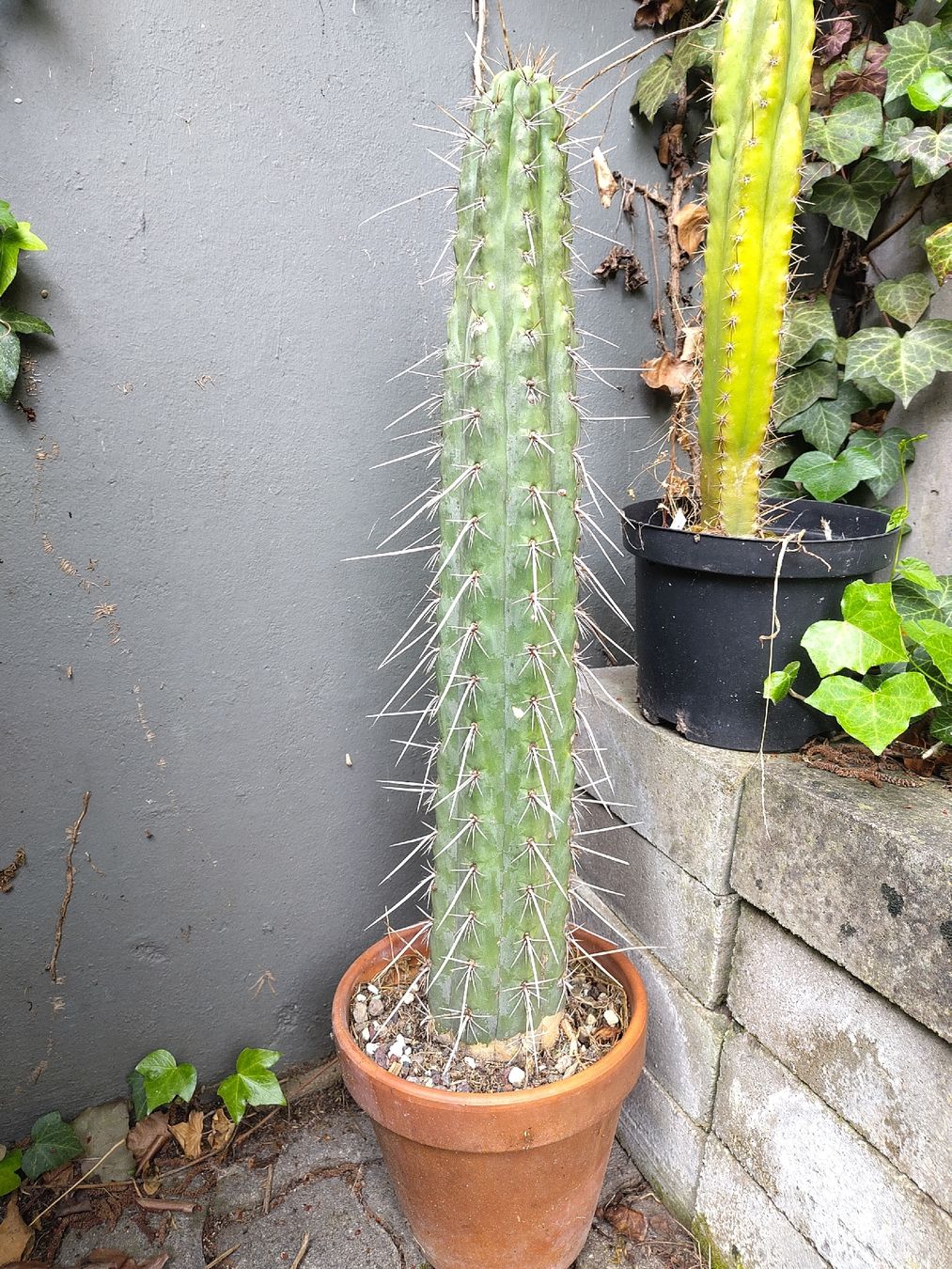Piante & sementi: trichocereus tarmaensis – Usato da Bremgarten b. Bern venduto da minu.compostella 1