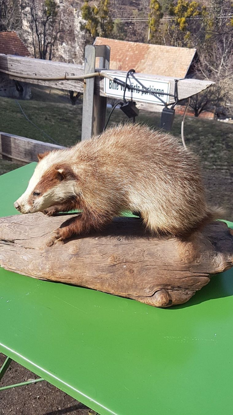 Il mondo degli animali: Dachs – Usato da Sils im Domleschg venduto da platin01 7