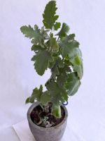 Elefantenohr-Kalanchoe (Kalanchoe beharensis)