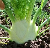 Fenchel “Romanesco” 50 SAMEN