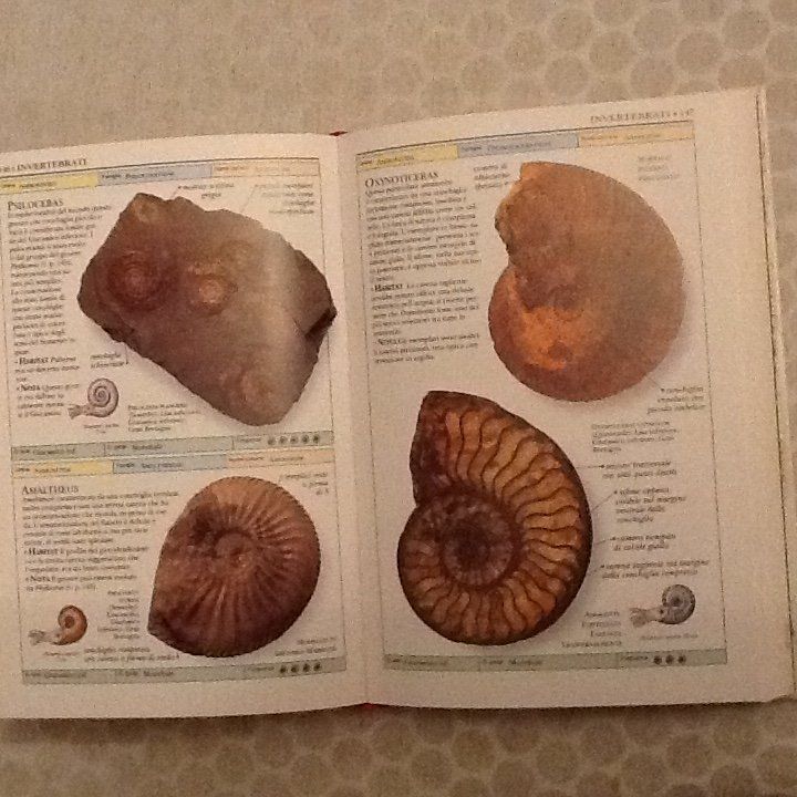 Libri: Fossilien (Museum Italien) – Usato da Olten venduto da smiples 1