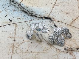 Ohrstecker Sterlingsilber Monsterablatt