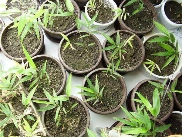 Piante & sementi: Bambou Géant Moso (phyllostachys P.) 35g – Nuovo (secondo la descrizione) da Bremblens venduto da FIBONACCI369 3