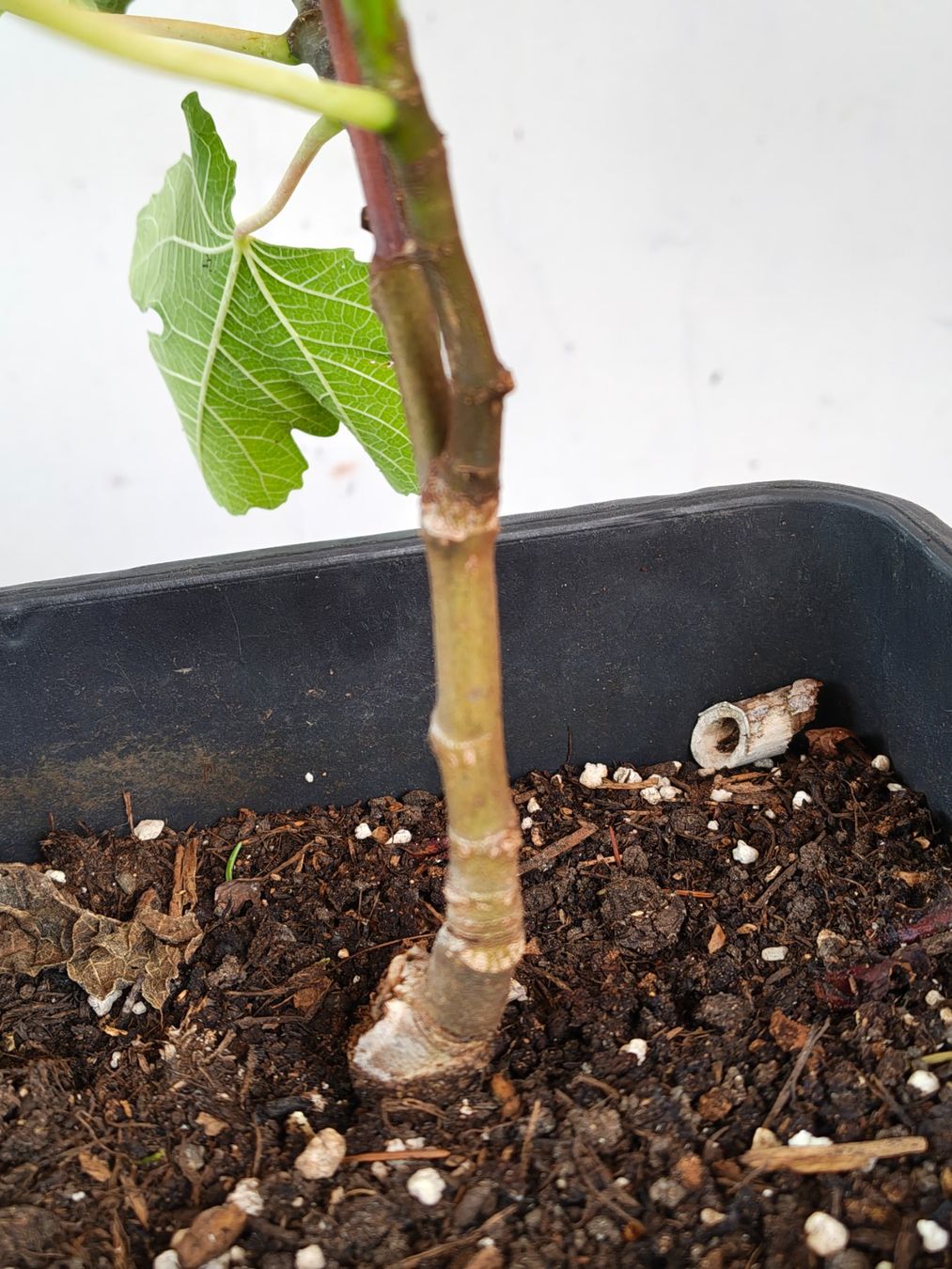 Plantes & graines: Schwarze Feigenbaum im Topf junge Pflanze – D'occasion à Uerkheim par Justi.y 6