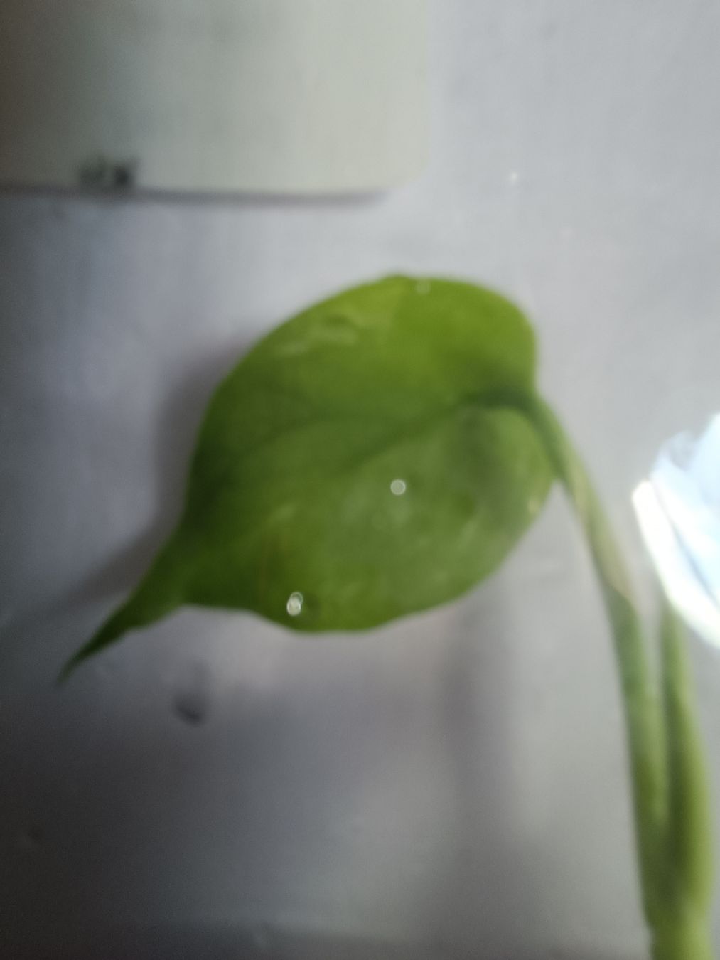 Plantes & graines: Monstera Devil TC  – Neuf avec emballage d'origine à St-Aubin-Sauges par may_2yrv 8