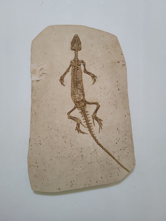 Fossil Homoesaurus pulchellus, Brückenechse, Rarität! (Gebraucht) in ...