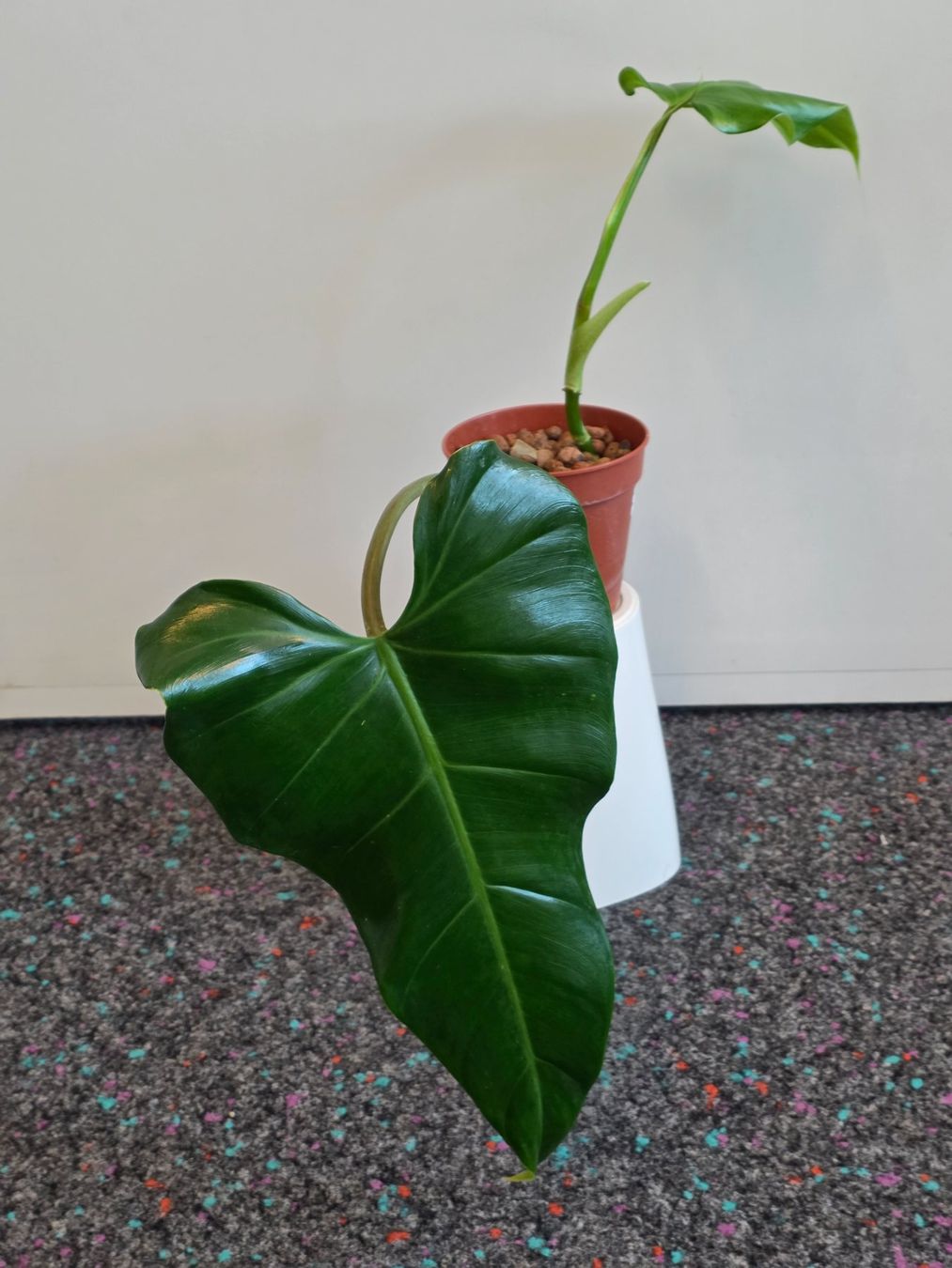 Plantes & graines: 🌿 Philodendron Domesticum – D'occasion à BERN par kre_tb2n