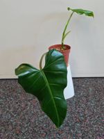 🌿 Philodendron Domesticum