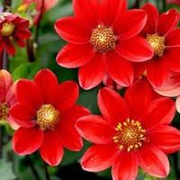 Rote Zwerg-Dahlie - Dahlia variabilis 'Mignon Red'  50Samen