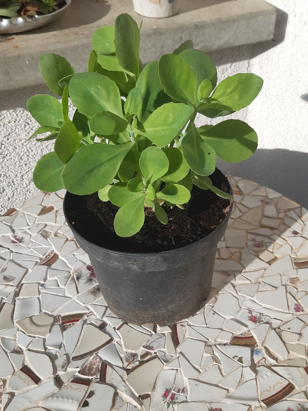 Piante & sementi: Fetthenne, Sedum, weiss blühend – Usato da Aeugst am Albis venduto da ro97se 2