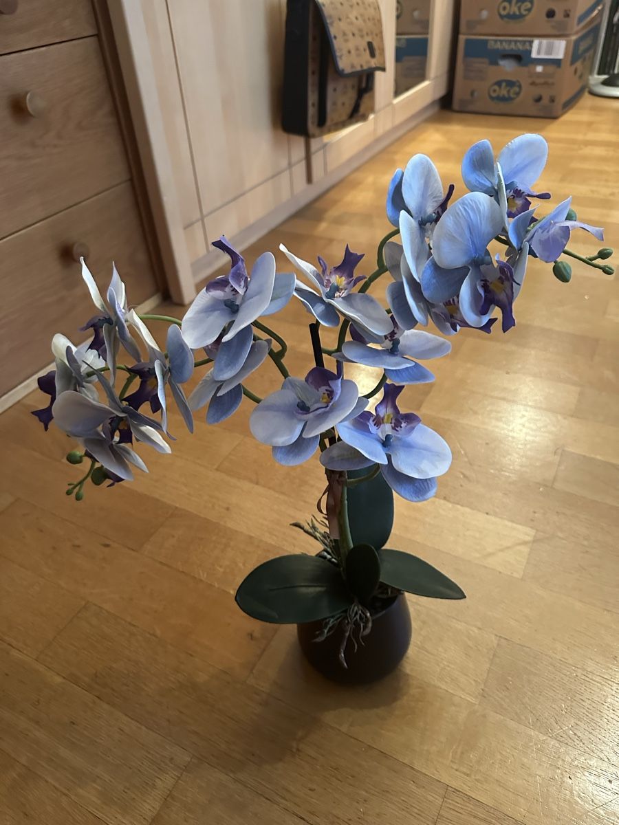 Plantes & graines: Orchidee Blue 40 cm – D'occasion à Bern par womiman