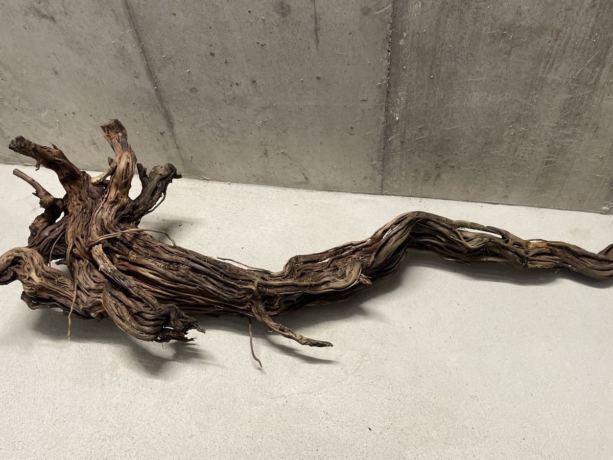 Terrario: Terrarium Holz/Ast – Usato da Zürich venduto da Laurin_23