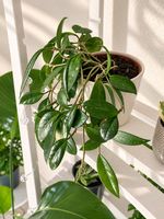 🌿 Hoya – schöne hängende Zimmerpflanze