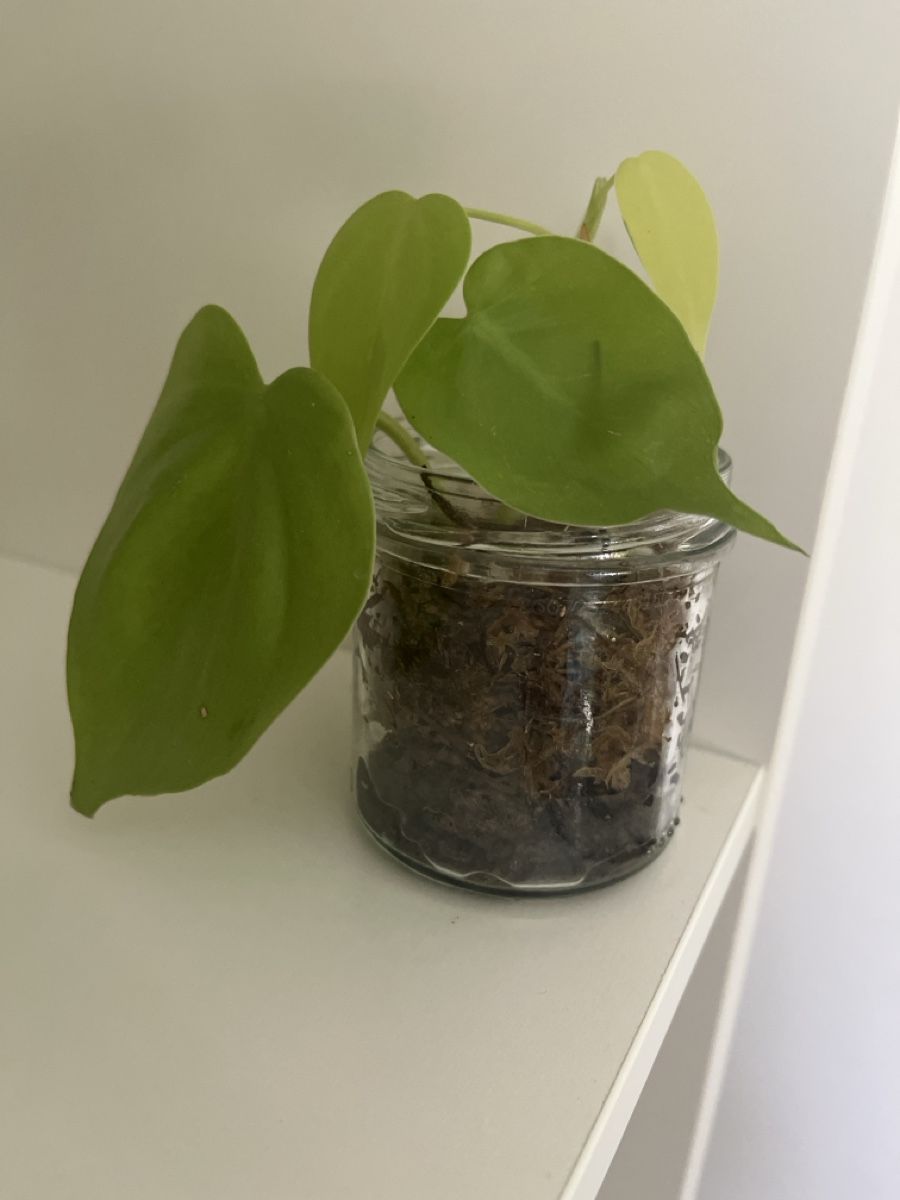 Pflanzen & Samen: Philodendron micans lime – Gebraucht aus geroldswil von Mimisa