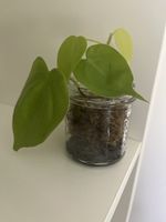 Philodendron micans lime