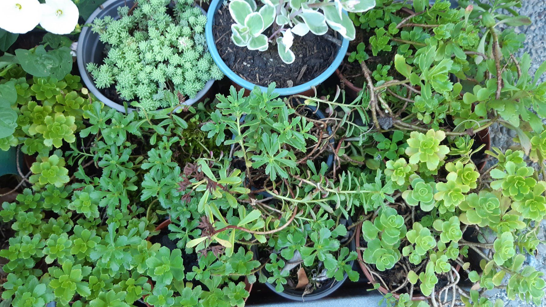 Plantes & graines: mini sedum Bodendecker-1 töpfchen mit 5 Ableger – Neuf (Voir description) à Ibach par chaemilochhobbygarte 8