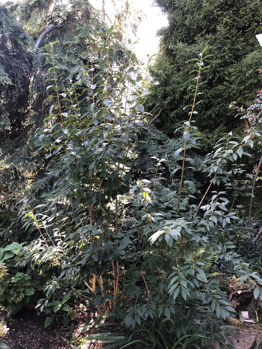 Piante & sementi: Forsythie – Usato da Bischofszell venduto da Claudia.06 2