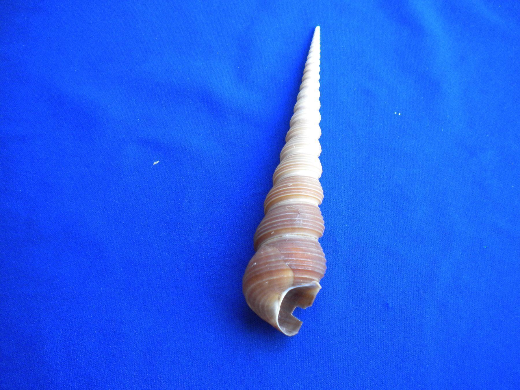 Fossili: Muschel in Spirale Form spitzig und lang – Usato da Spreitenbach venduto da Sniper8952 1