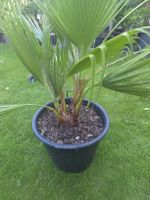 Washingtonia Robusta palme 4er stamm