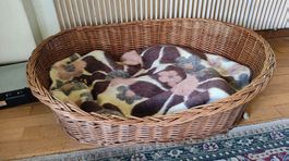 Ovaler Hundekorb Weide  L 110 cm B 60 cm H 30 cm gebraucht