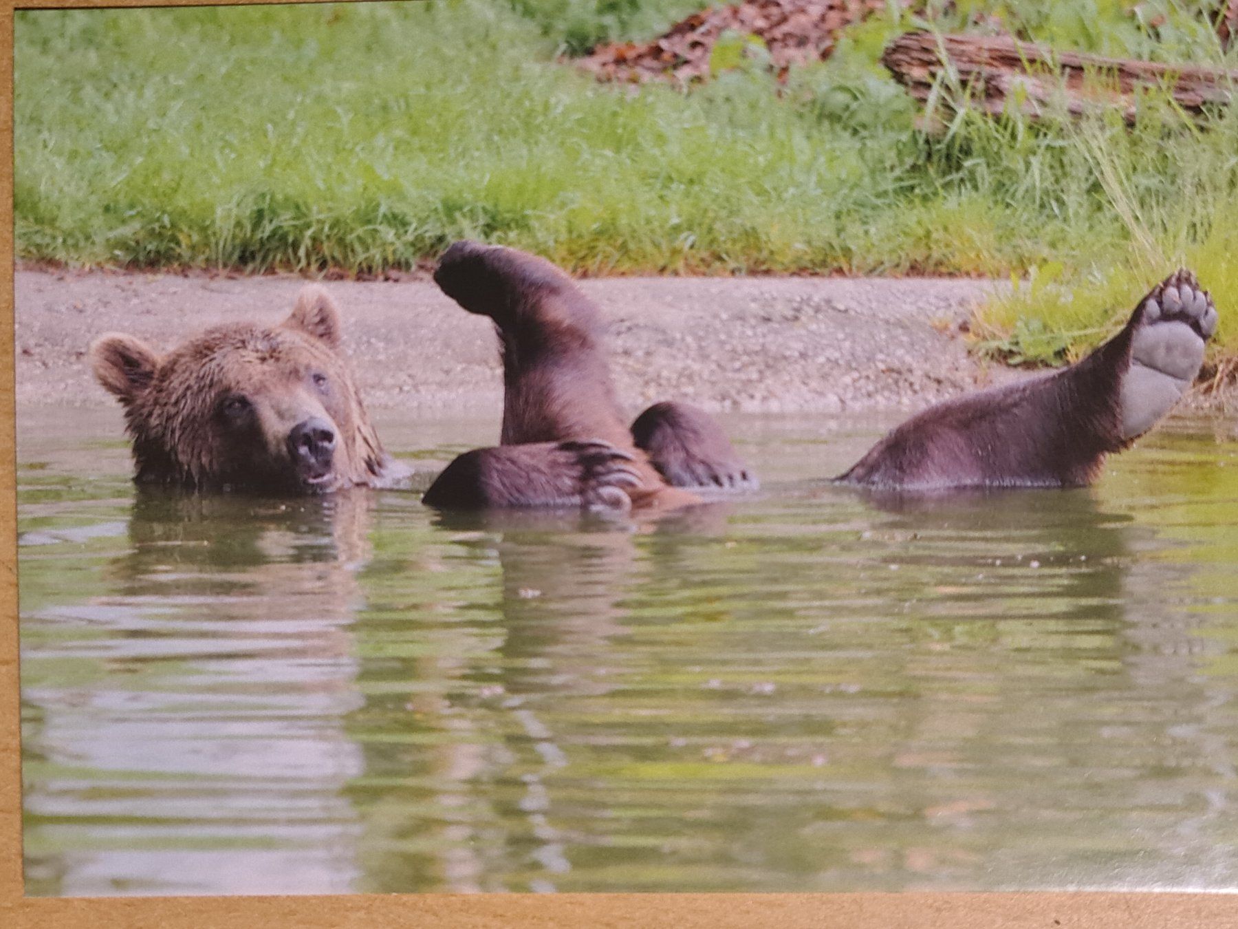 Cartoline postali: Ansichtskarte Bär im Wasser – Nuovo (secondo la descrizione) da Dintikon venduto da Vexi