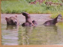 Ansichtskarte Bär im Wasser