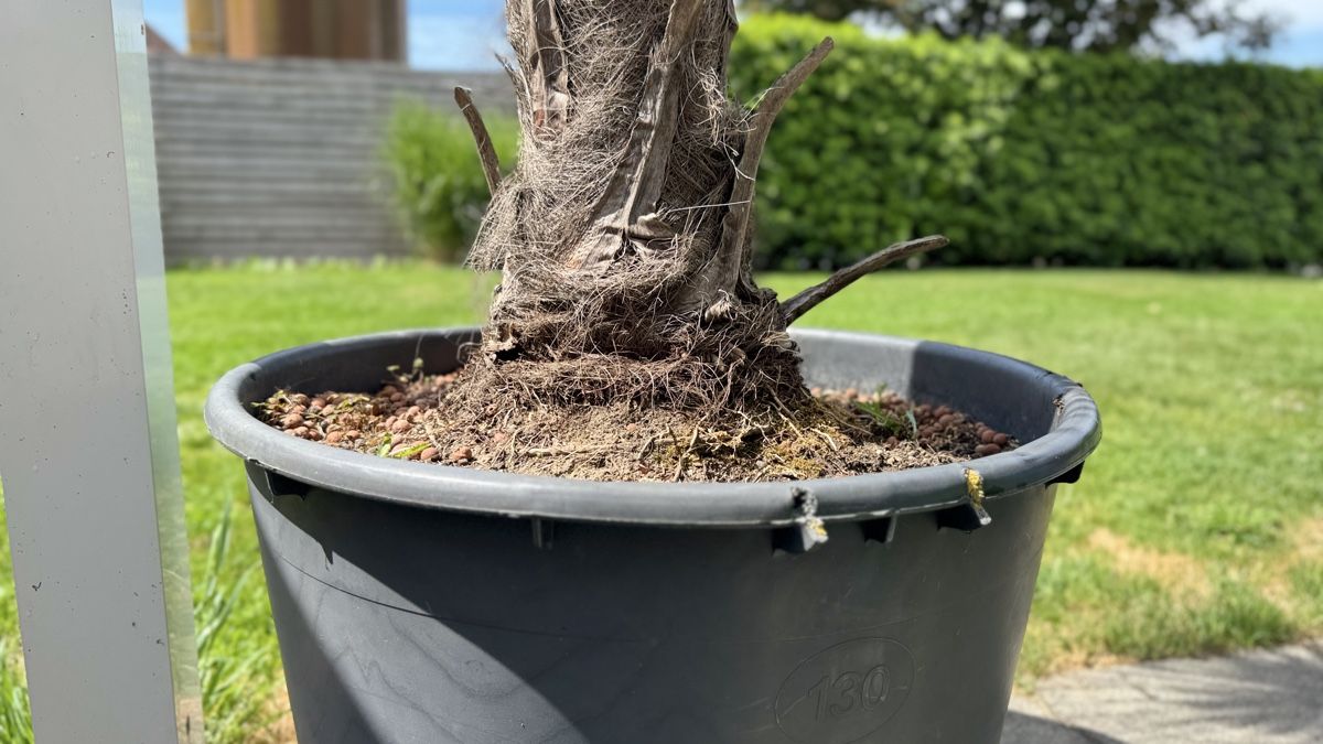 Piante & sementi: Palme inkl. Topf – Usato da Bellmund venduto da ani_27tx 3